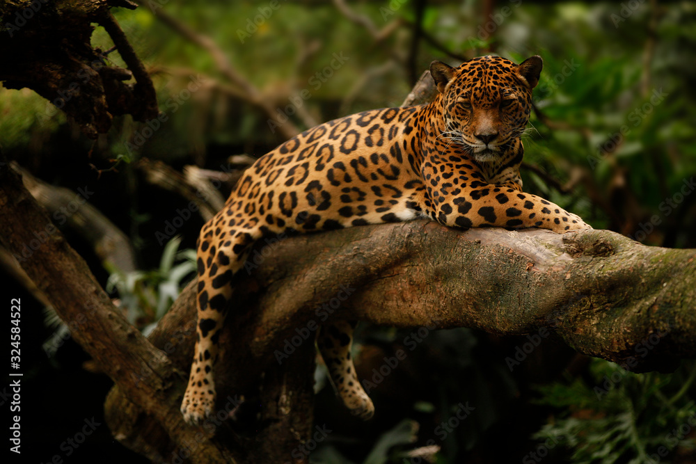 Obraz premium jaguar (Panthera onca)