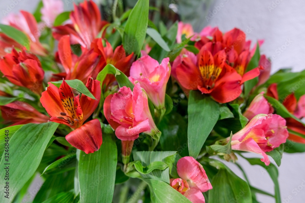 Peruvian composition of flowers. Close up of flowers.Beautiful floral background.Selective focus. Peruvian composition of flowers. Close up of flowers.Beautiful floral background.Selective focus.