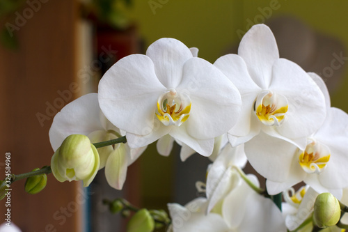 Fototapeta Naklejka Na Ścianę i Meble -  White orchids close-up photography