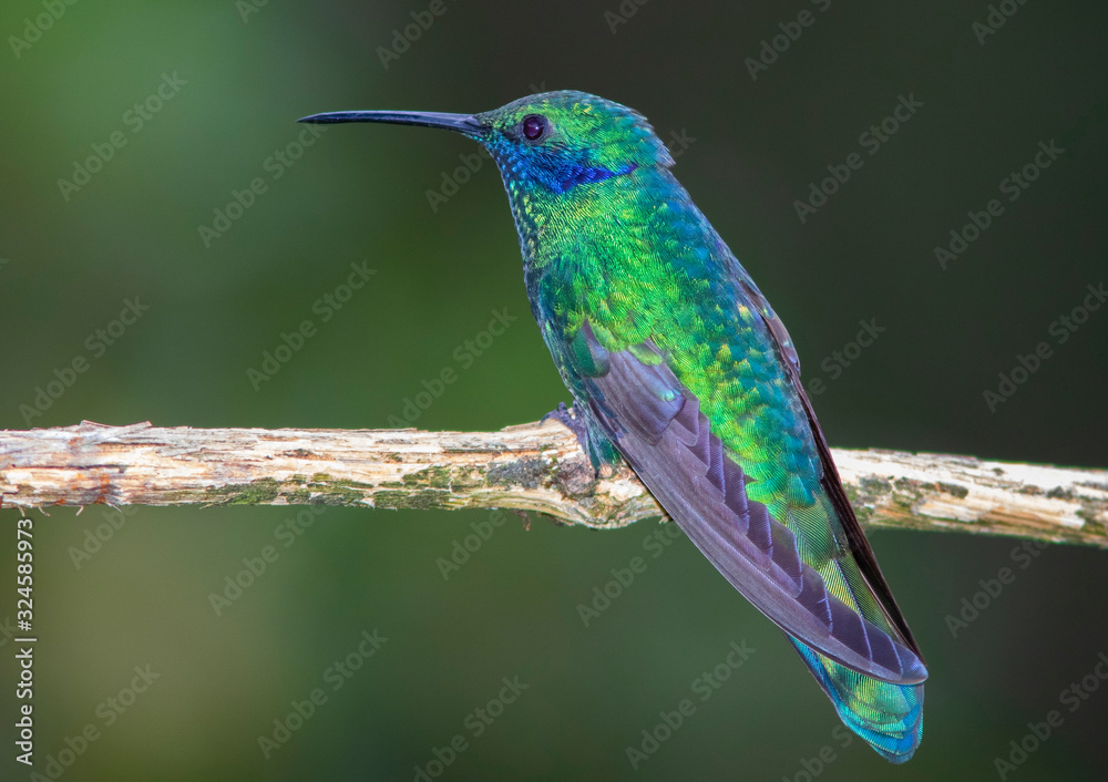 Fototapeta premium Mexican violetear (Colibri thalassinus) in the colombian mountains