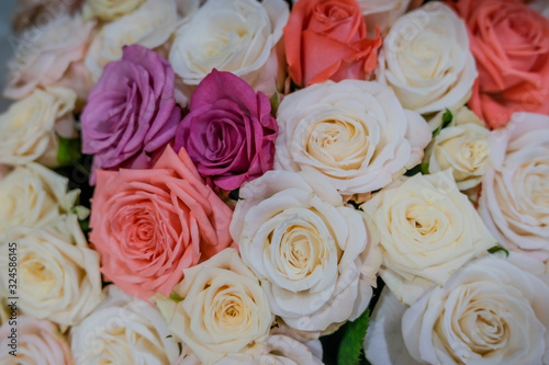 Mixed roses close-up, floral background.