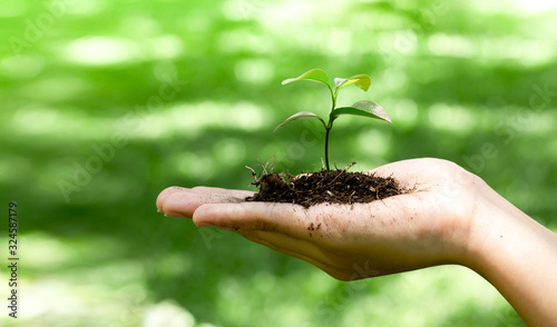 Woman hands holding sprout on earth day.Environment conservation and energy saving concept.