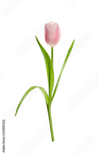 Beautiful spring pink tulip isolated on white © New Africa
