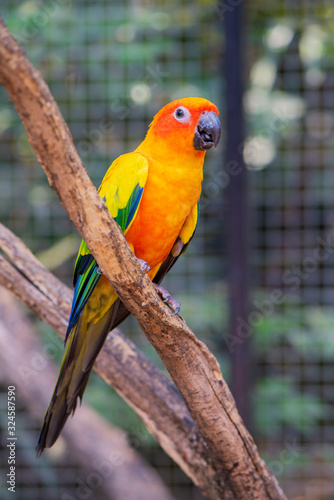 Beautiful parrot bird, Sun Conure on tree branch. Colorful portrait bird. sun conure, is a medium-sized, vibrantly colored parrot native to northeastern South America
