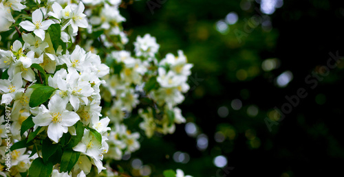 White jasmine flowers in the garden on a dark background_