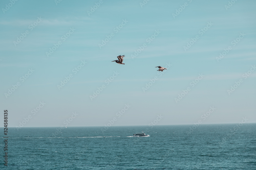 Birds flying over Crystal Cove