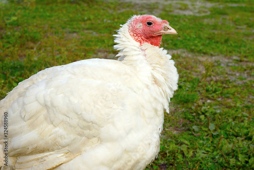 white turkey farm fowl bird on green field 