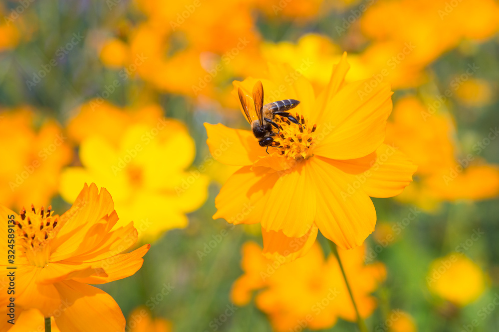 Bees that cling to flowers on a background in the garden Bees that cling to flowers on a background in the garden