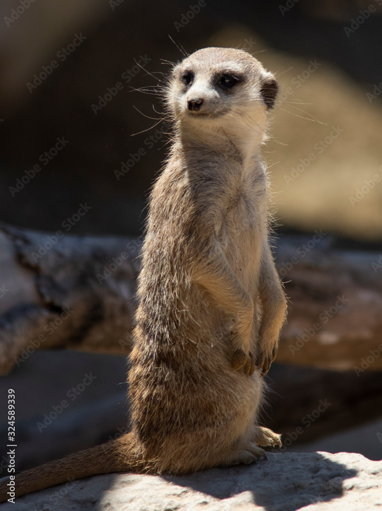 Fototapeta premium meerkat (Suricata suricatta) or suricate