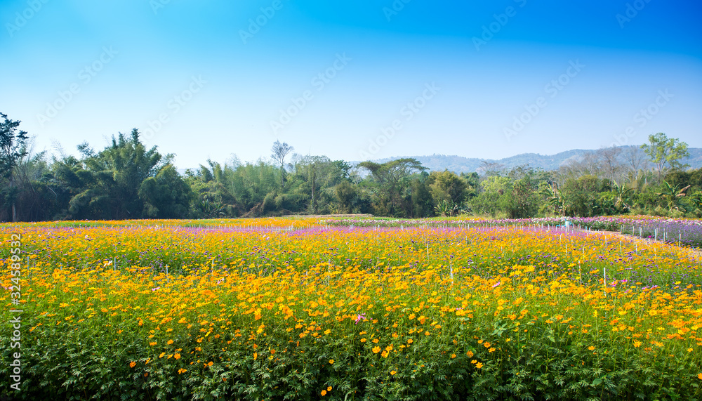 Yellow flowers on a beautiful garden background Yellow flowers on a beautiful garden background