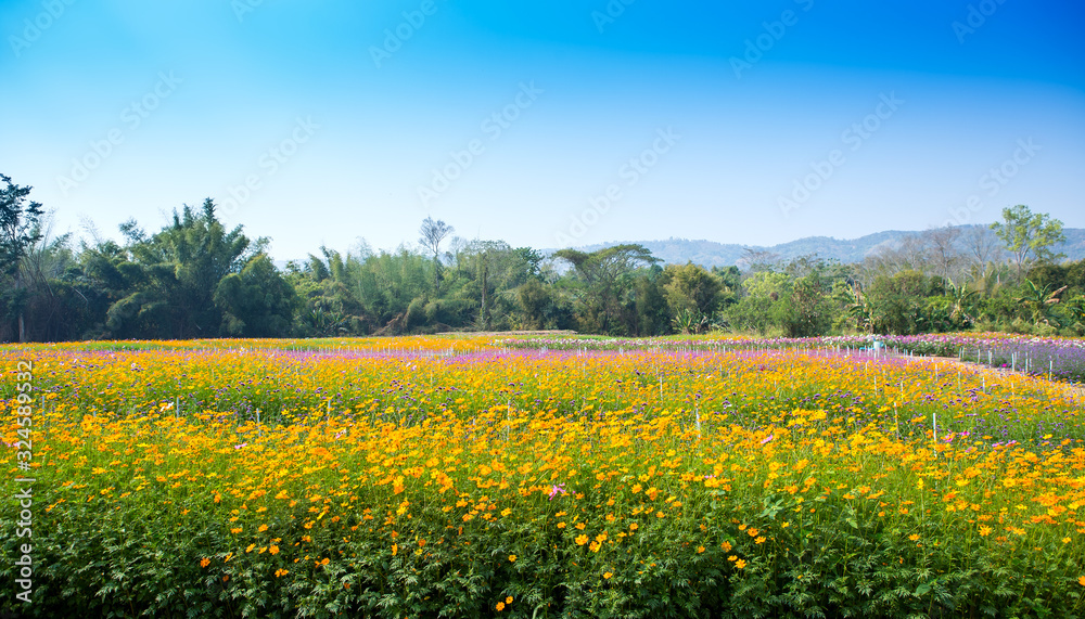 Yellow flowers on a beautiful garden background