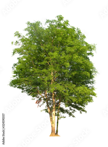 green trees isolated on white background.one of isolated tree on white background. tree white background