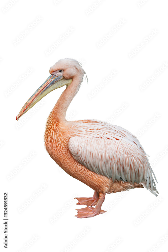 Pink pelican on a white background isolated Pink pelican on a white background isolated