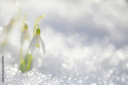 The snowdrop grows in the snow on a spring sunny day. The texture of the divorce on the snow cover.