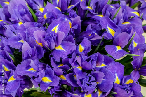 Fototapeta Naklejka Na Ścianę i Meble -  Irises flowers, close up. Beautiful violet floral background. Concept of holiday, presents, flower shop.