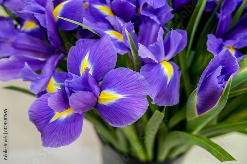 Irises flowers, close up. Beautiful violet floral background. Concept of holiday, presents, flower shop.