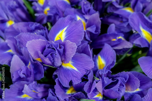 Irises flowers, close up. Beautiful violet floral background. Concept of holiday, presents, flower shop.