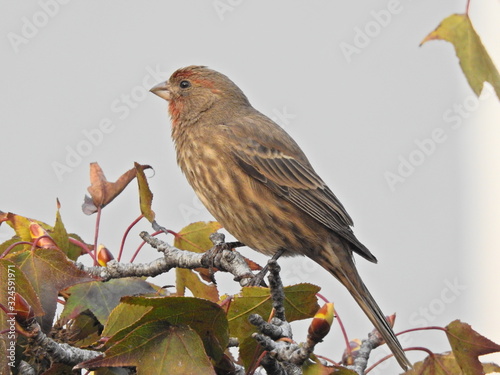 Pocas sombras de rojo en la cabeza de este pequeño pajarito tropical