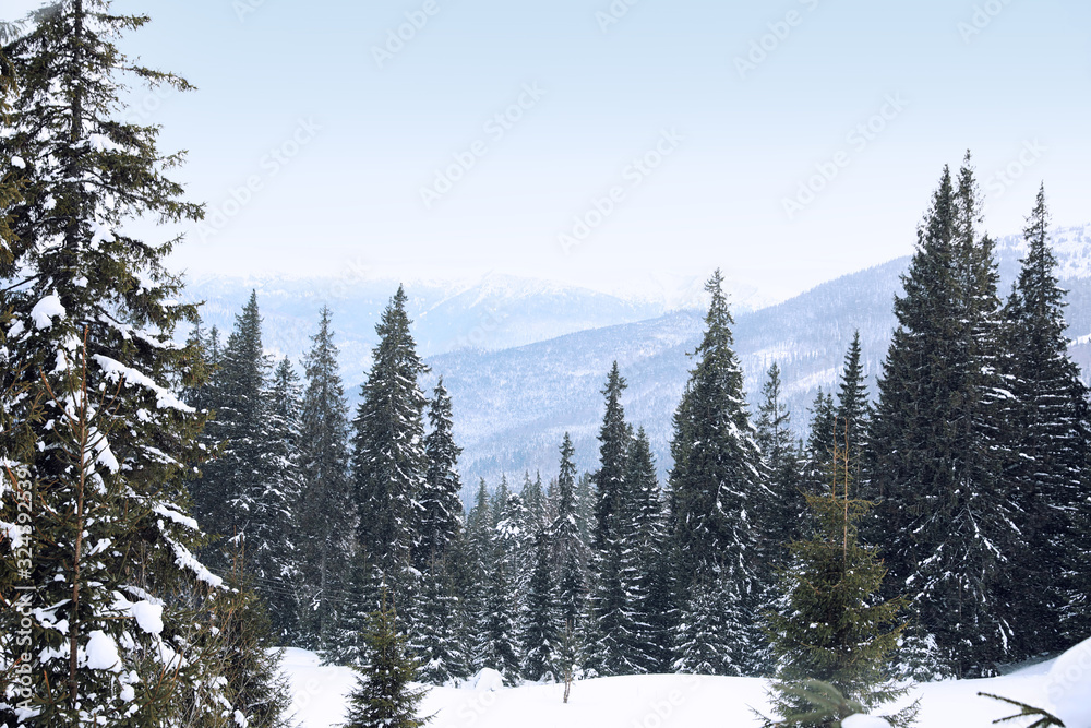 Picturesque view of snowy coniferous forest on winter day Picturesque view of snowy coniferous forest on winter day
