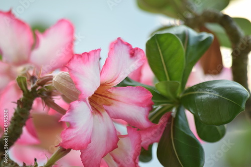 contrstae de colores rosa y verde en la rama de esta planta , mejor conocida como rosa del desierto