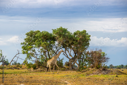 Giraffen