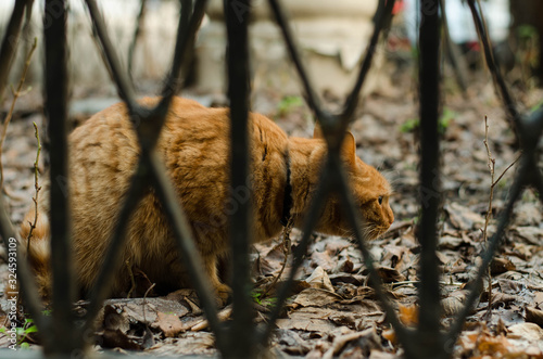 The cat walks along the street. Street cat. The cat is sitting on the fence. Cat by the sea. Red cats. © Ярослав Марценюк