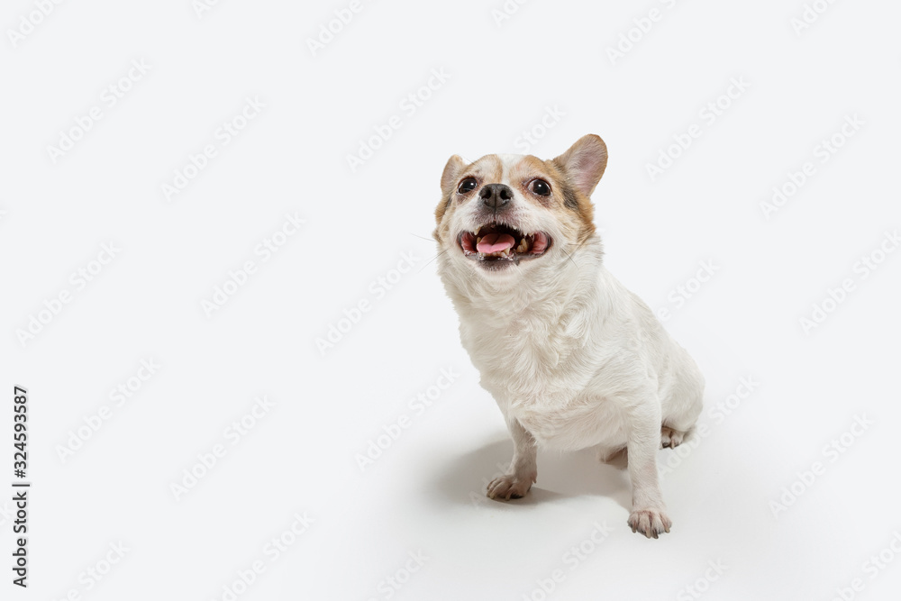 Chihuahua companion dog is posing. Cute playful creme brown doggy or pet playing isolated on white studio background. Concept of motion, action, movement, pets love. Looks happy, delighted, funny.