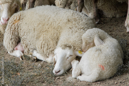 Sheeps in nature