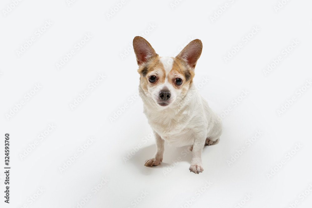 Chihuahua companion dog is posing. Cute playful creme brown doggy or pet playing isolated on white studio background. Concept of motion, action, movement, pets love. Looks happy, delighted, funny. Chihuahua companion dog is posing. Cute playful creme brown doggy or pet playing isolated on white studio background. Concept of motion, action, movement, pets love. Looks happy, delighted, funny.