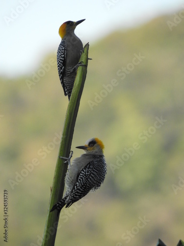 Pareja de carpinteros enmascarados , escalando la rama mas alta de una planta cocotera 