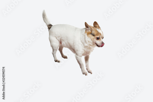 Chihuahua companion dog jumping. Cute playful creme brown doggy or pet playing isolated on white studio background. Concept of motion  action  movement  pets love. Looks happy  delighted  funny.