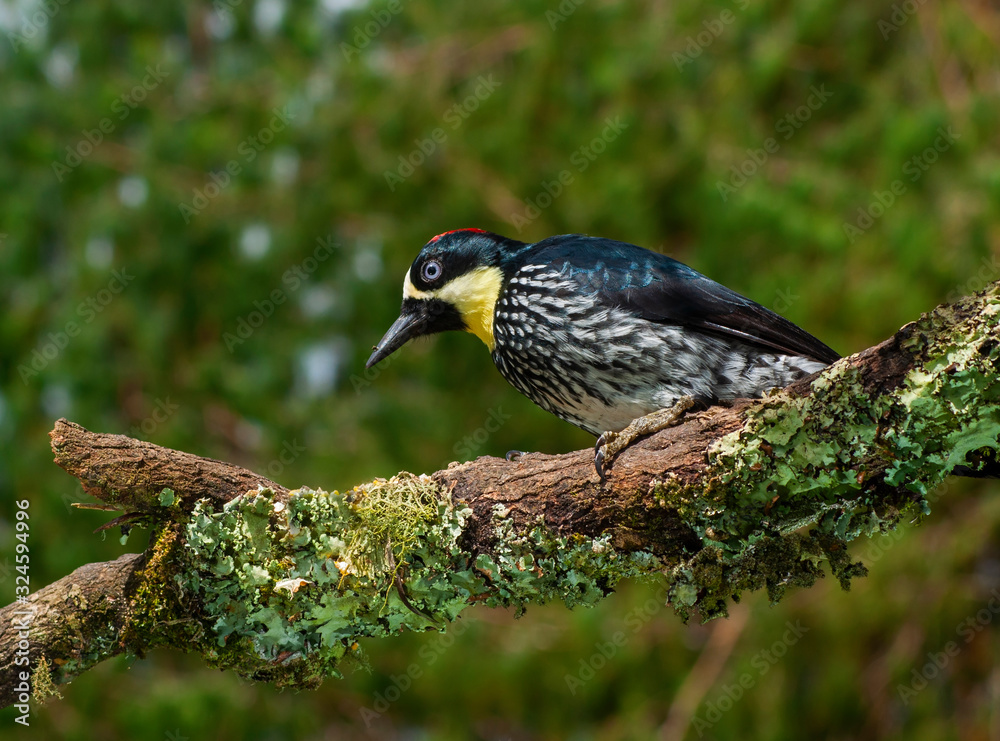 Acorn Woodpecker (Melanerpes formicivorus) Acorn Woodpecker (Melanerpes formicivorus)