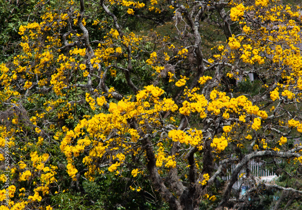 Handroanthus chrysanthus in Colombia