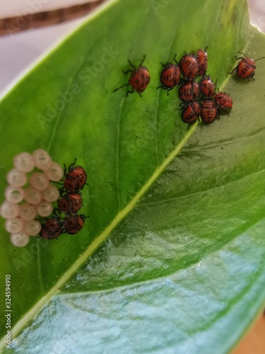 Catarinas recien nacidas y salidas de sus proprios huevos 
