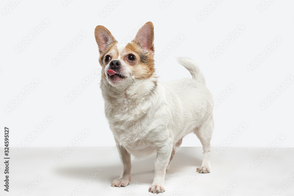 Chihuahua companion dog is posing. Cute playful creme brown doggy or pet playing isolated on white studio background. Concept of motion, action, movement, pets love. Looks happy, delighted, funny. Chihuahua companion dog is posing. Cute playful creme brown doggy or pet playing isolated on white studio background. Concept of motion, action, movement, pets love. Looks happy, delighted, funny.