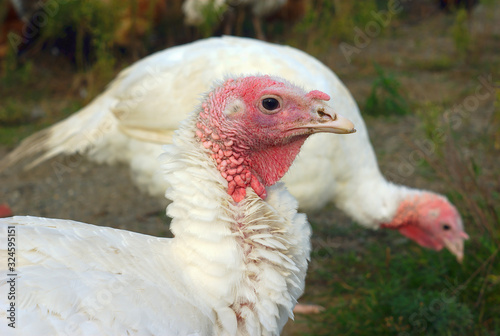 turkey farm bird organic agriculture fowl