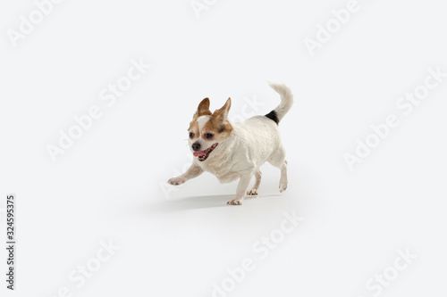 Chihuahua companion dog on the run. Cute playful creme brown doggy or pet playing isolated on white studio background. Concept of motion, action, movement, pets love. Looks happy, delighted, funny.