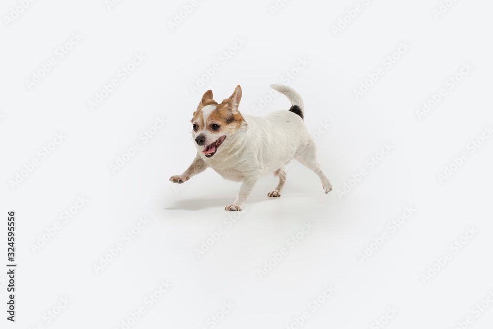Chihuahua companion dog on the run. Cute playful creme brown doggy or pet playing isolated on white studio background. Concept of motion, action, movement, pets love. Looks happy, delighted, funny.