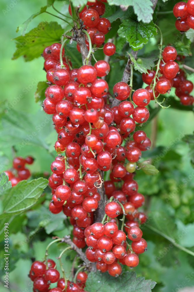 On the bush berries are ripe redcurrant On the bush berries are ripe redcurrant