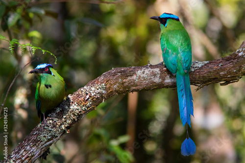 Andean Motmot (Momotus aequatorialis) in the colombian forest photo