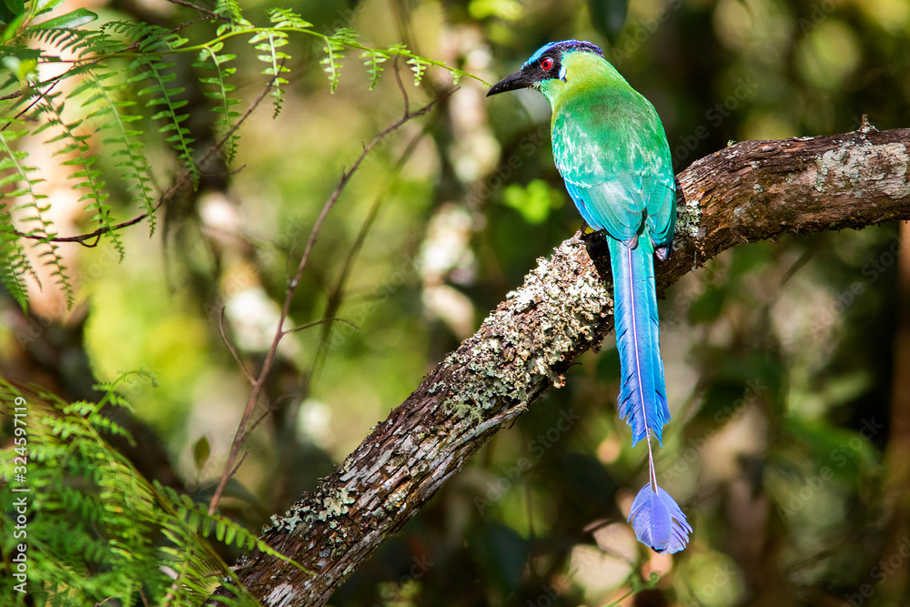Andean Motmot (Momotus aequatorialis) in the colombian forest