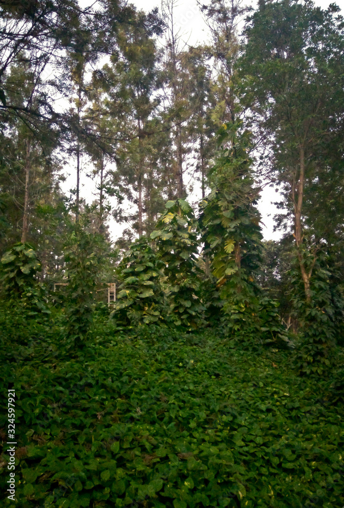A dense park. Huge green trees covered with shrug of plants and creeping plants. A dense park. Huge green trees covered with shrug of plants and creeping plants.