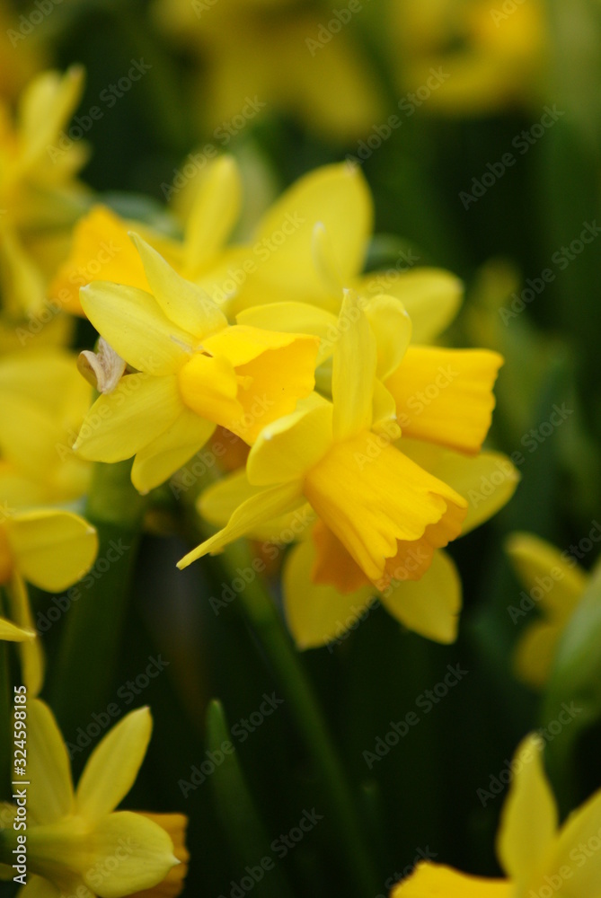 Fototapeta premium Daffodils