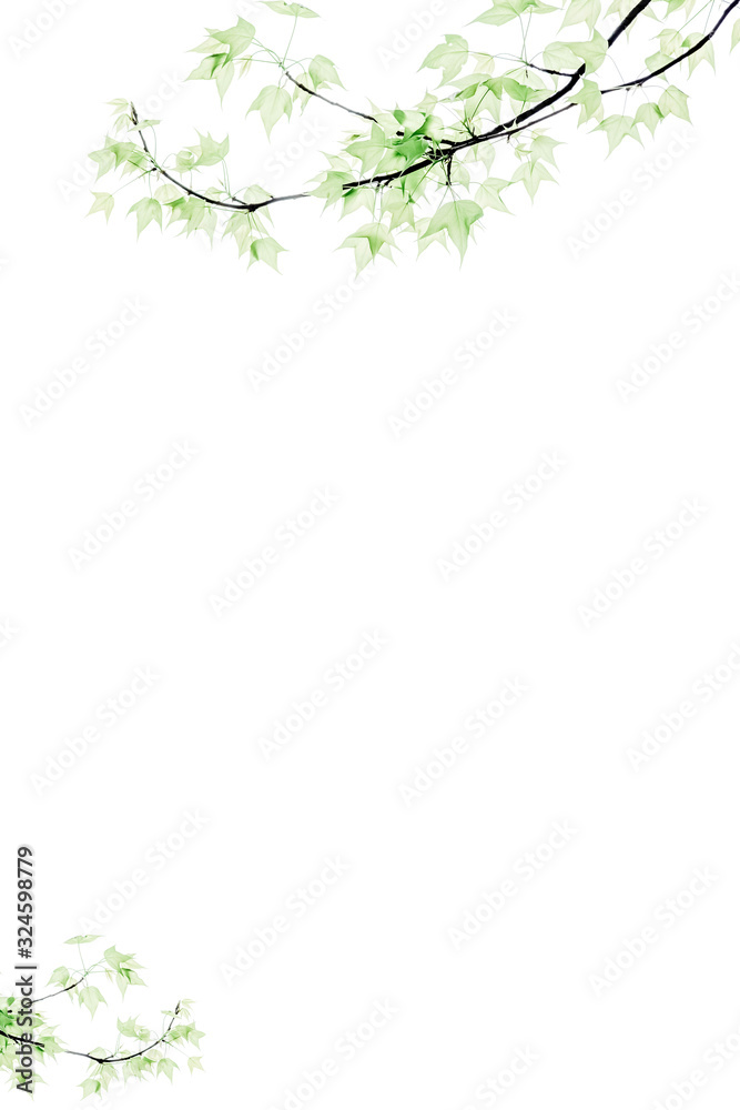 Pure and  fresh maple leaf letter border and frame background pattern, Edge illustration.Is lsolated on white background.