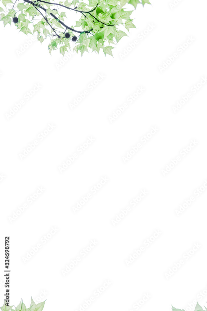 Pure and fresh maple leaf letter border and frame background pattern, Edge illustration.Is lsolated on white background. Pure and fresh maple leaf letter border and frame background pattern, Edge illustration.Is lsolated on white background.