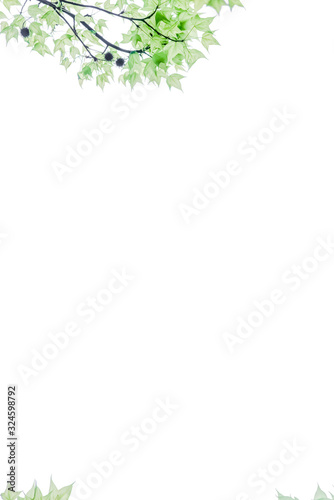 Pure and  fresh maple leaf letter border and frame background pattern  Edge illustration.Is lsolated on white background.
