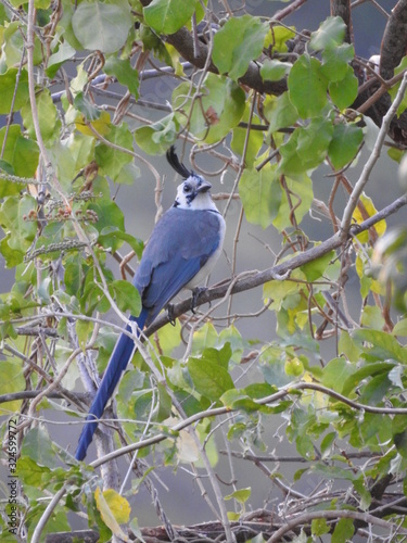 Urraca cara blanca , con tonalidades de azul en su cuerpo y con mirada muy atenta