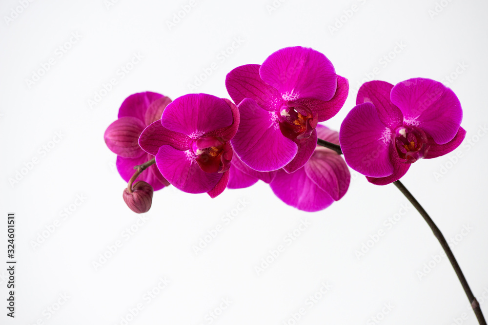 Obraz premium Macro photography of petals of a blooming orchid phalaenopsis isolated on white background.