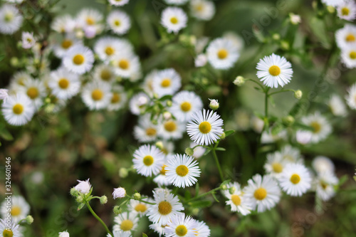 soft focus on a group of wild daises
