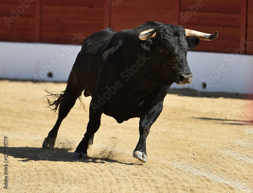 majestuoso toro español